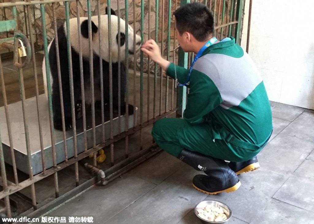 熊猫饲养员薪酬3000 每天挑20斤粪便你愿意做么？