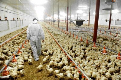​蛋鸡饲料配方详细明细 蛋鸡养殖过程中可以参考