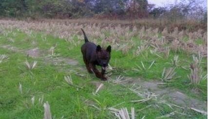 真正国产比特:肌肉发达外形超凶悍川东猎犬完胜藏獒