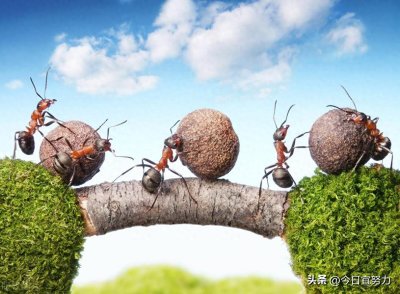 ​【梦境解码】梦见蚂蚁爬满身的神秘预兆：是警示还是福兆？