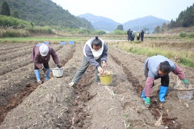 ​独山县玉水镇：冬种马铃薯 来年好“薯”光