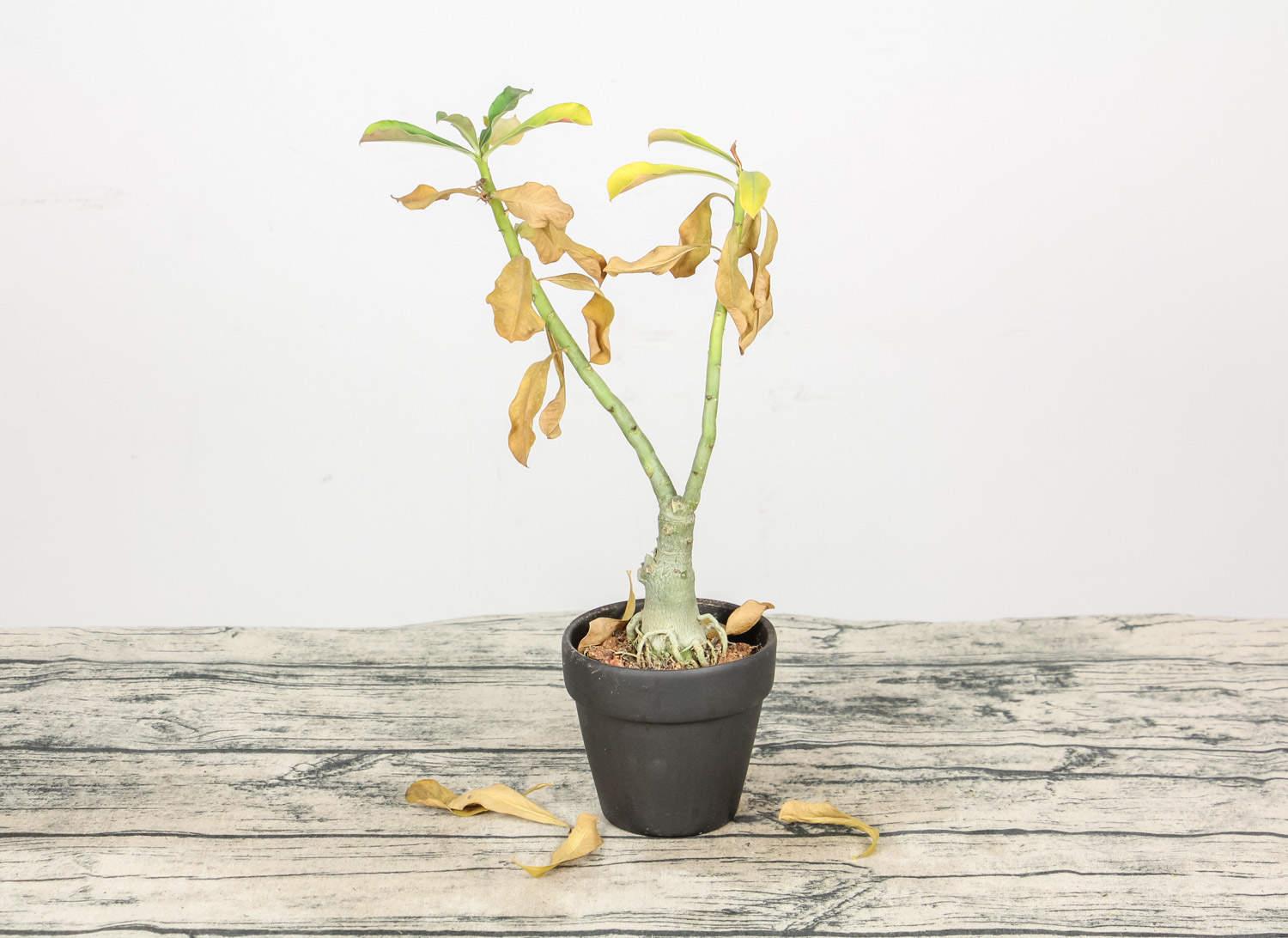 沙漠玫瑰 沙漠玫瑰