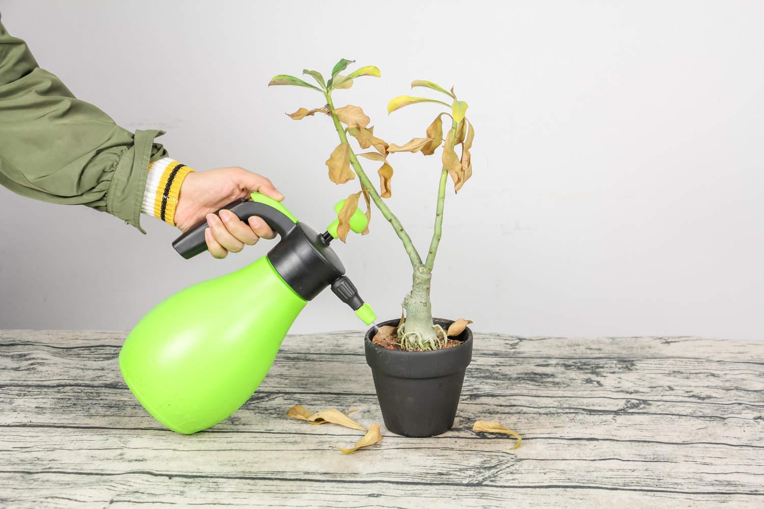 沙漠玫瑰 沙漠玫瑰