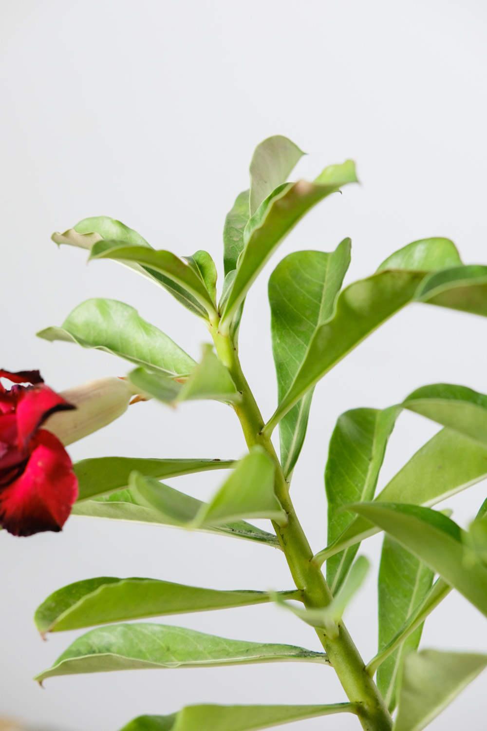 沙漠玫瑰 沙漠玫瑰