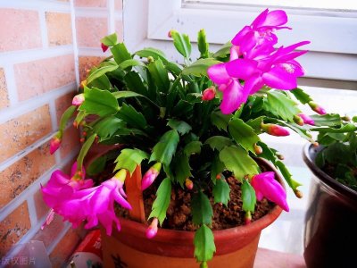 ​蟹爪兰的冬季养法