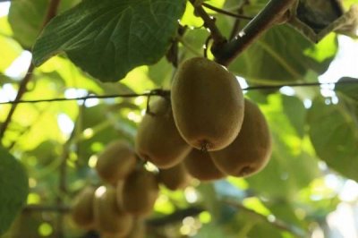 ​中国十大猕猴桃产区，中国猕猴桃产地排行