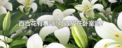 ​百合花能不能放卧室里养 百合花有毒吗 适合室内养吗