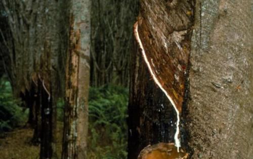 固体橡胶有毒吗