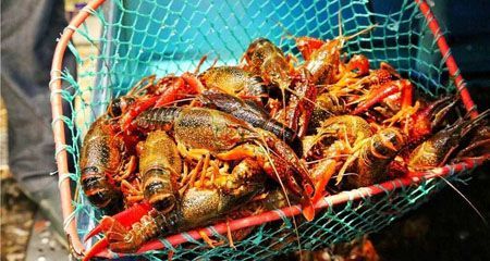 小龙虾如何放冷库储存过冬天