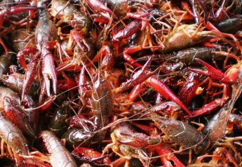 新鲜龙虾怎么冷冻保存