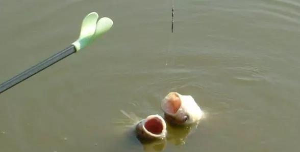 飞铅钓法的应用技巧，很多钓鱼老手都未必知道