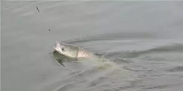 飞铅钓法的应用技巧，很多钓鱼老手都未必知道