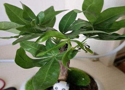 ​发财树落叶大量落叶怎么补救还能活吗