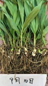 ​白芨种子种植方法是什么（什么时间播种合适）