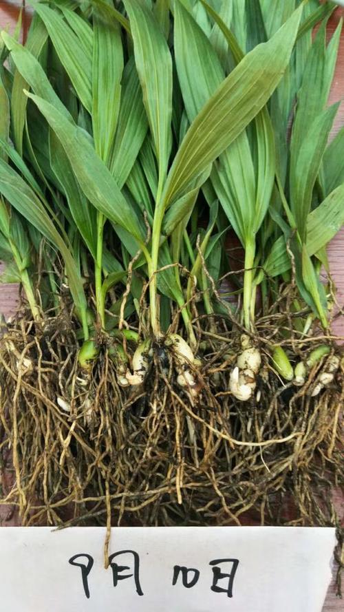 白芨种子种植方法是什么（什么时间播种合适）