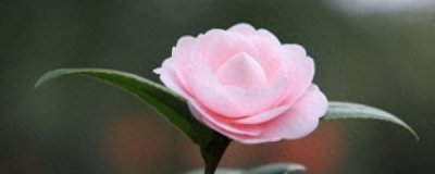 ​茶花用什么土盆栽好