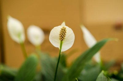 ​白鹤芋怎么养