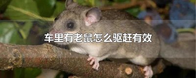 ​车里有老鼠怎么驱赶有效