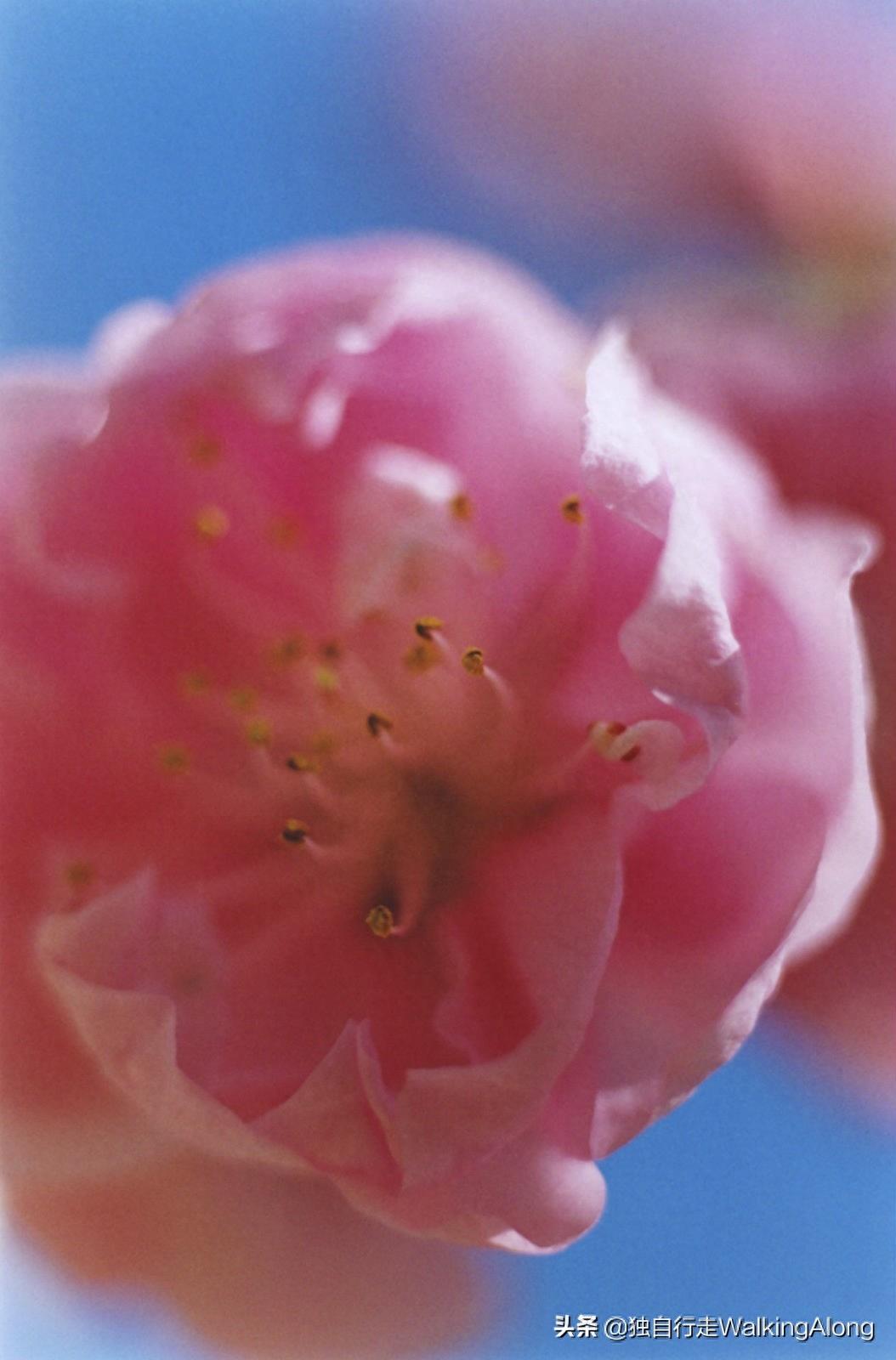 蜷川实花 Ninagawa Mika—作品赏析