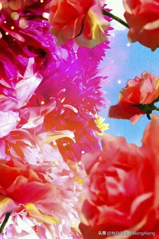 蜷川实花 Ninagawa Mika—作品赏析