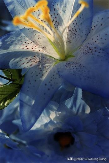 蜷川实花 Ninagawa Mika—作品赏析