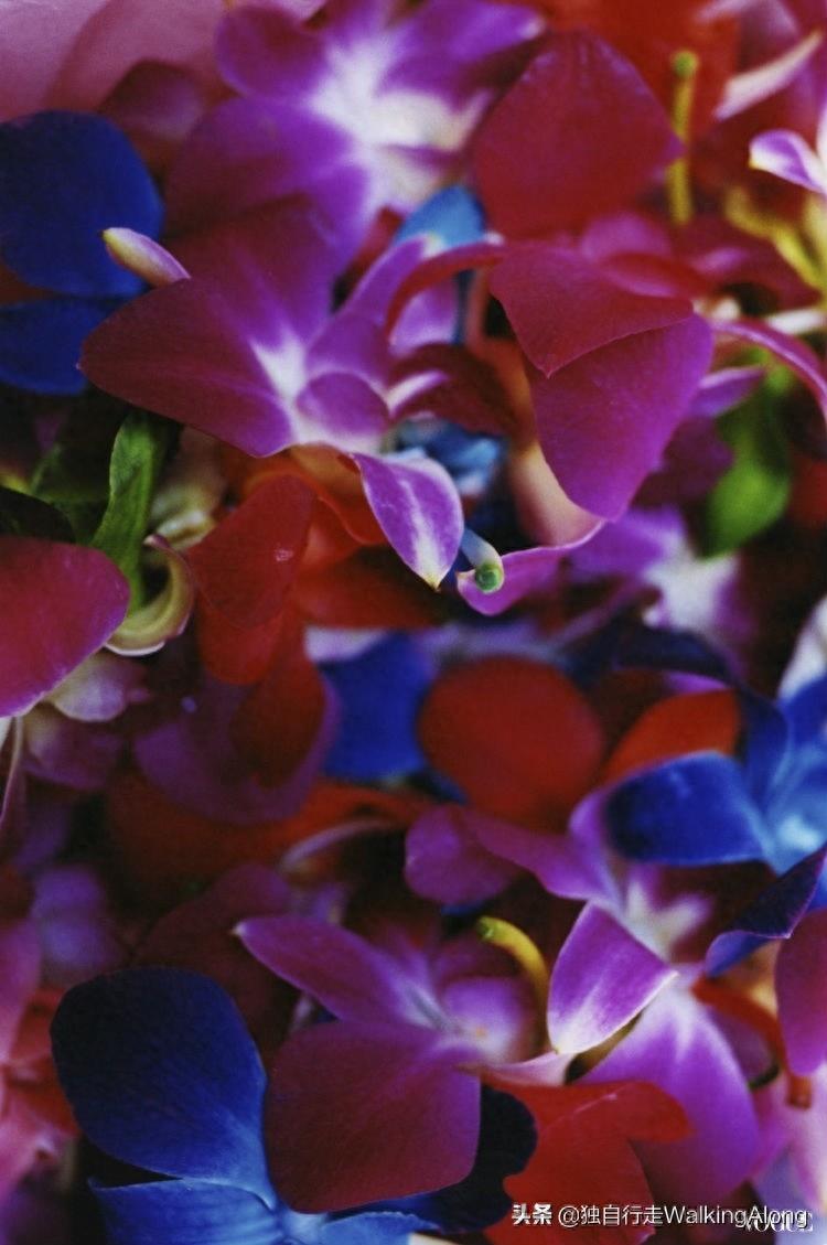 蜷川实花 Ninagawa Mika—作品赏析