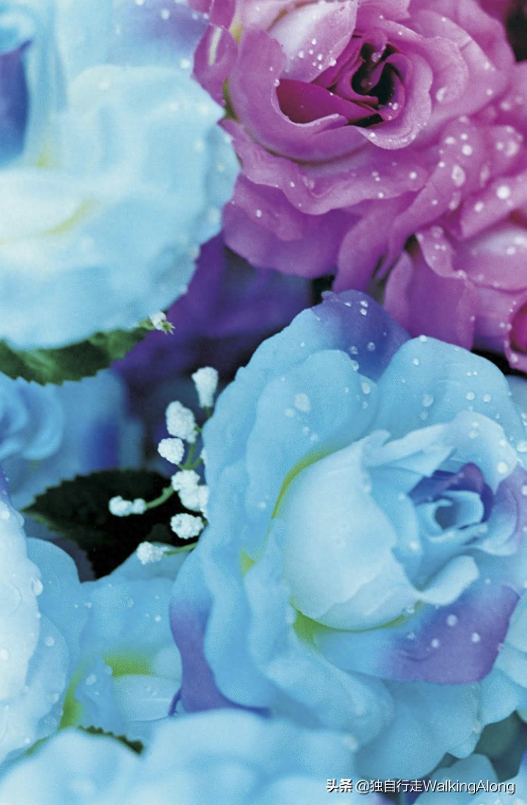 蜷川实花 Ninagawa Mika—作品赏析