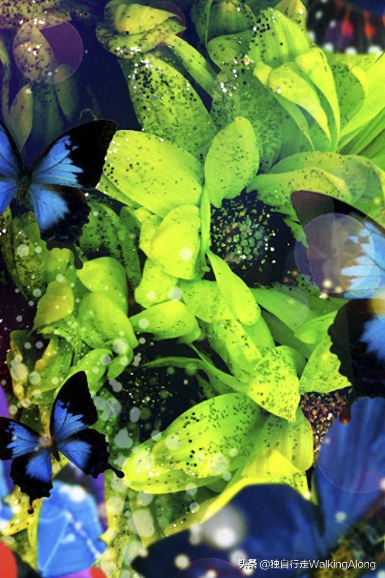 蜷川实花 Ninagawa Mika—作品赏析