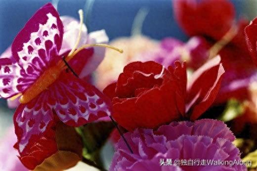 蜷川实花 Ninagawa Mika—作品赏析