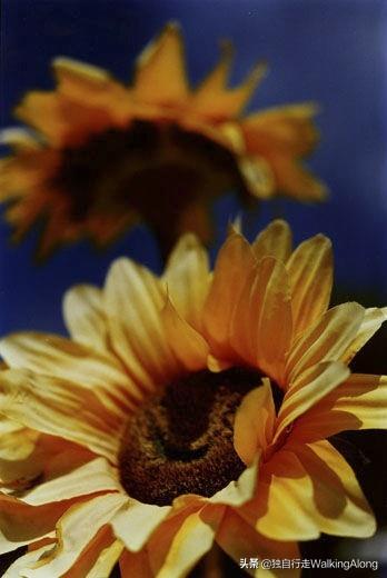 蜷川实花 Ninagawa Mika—作品赏析