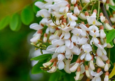 ​保存槐花，不要直接放冰箱，教你正确做法，放一年照样新鲜