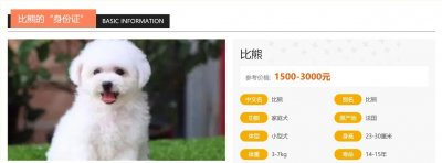 ​比熊犬的介绍大全