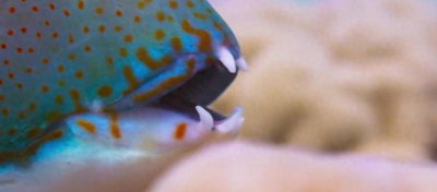 ​蛤蜊杀手——会利用工具的猪齿鱼