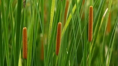 ​菰蒲是什么？为何古人喜欢拿“老菰蒲”来自嘲？