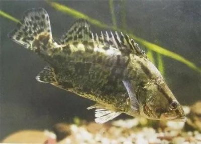 我国的优质食用鱼类——鳜鱼