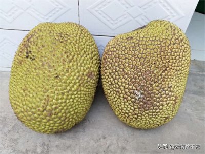 ​生活小技巧——剥菠萝蜜沾手怎么办