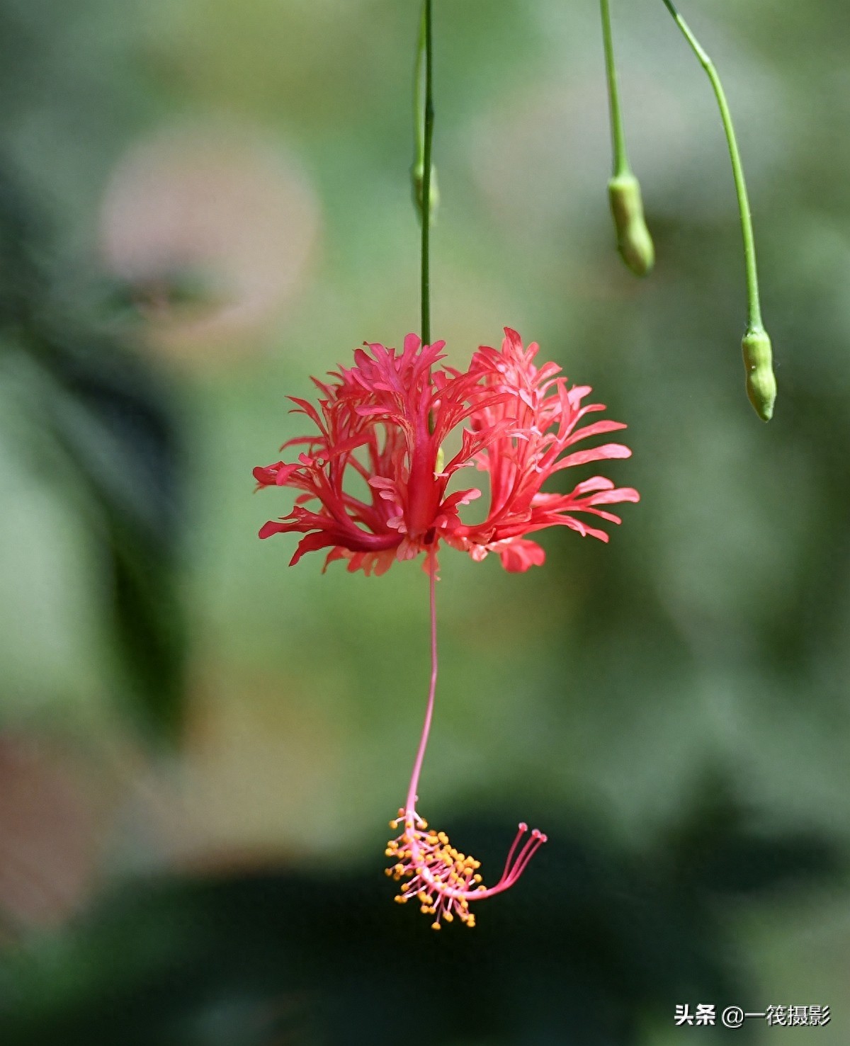 夏花（二十六）——吊灯扶桑