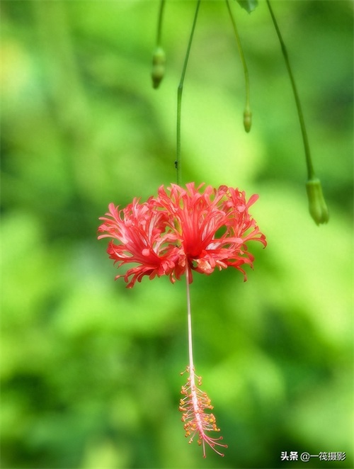 夏花（二十六）——吊灯扶桑