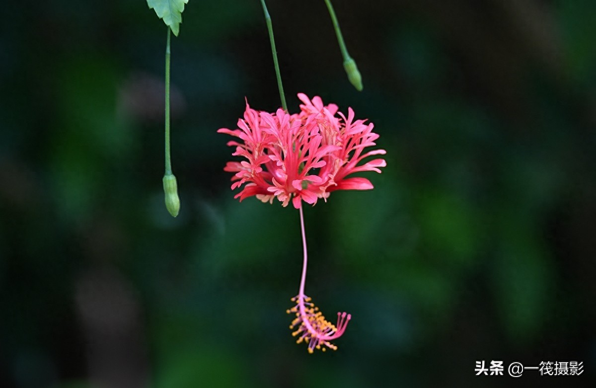 夏花（二十六）——吊灯扶桑