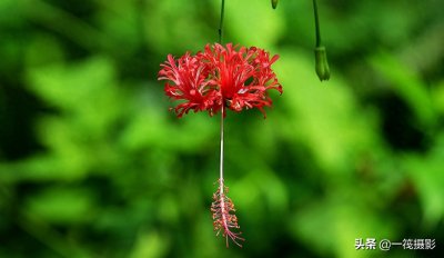 ​夏花（二十六）——吊灯扶桑