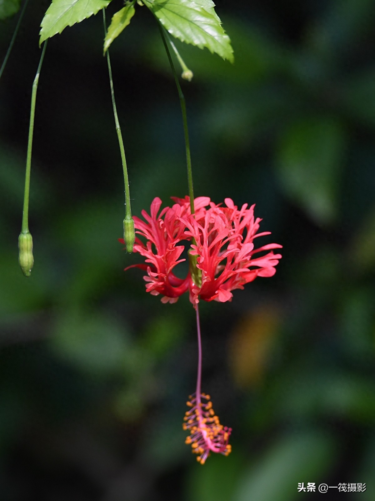 夏花（二十六）——吊灯扶桑