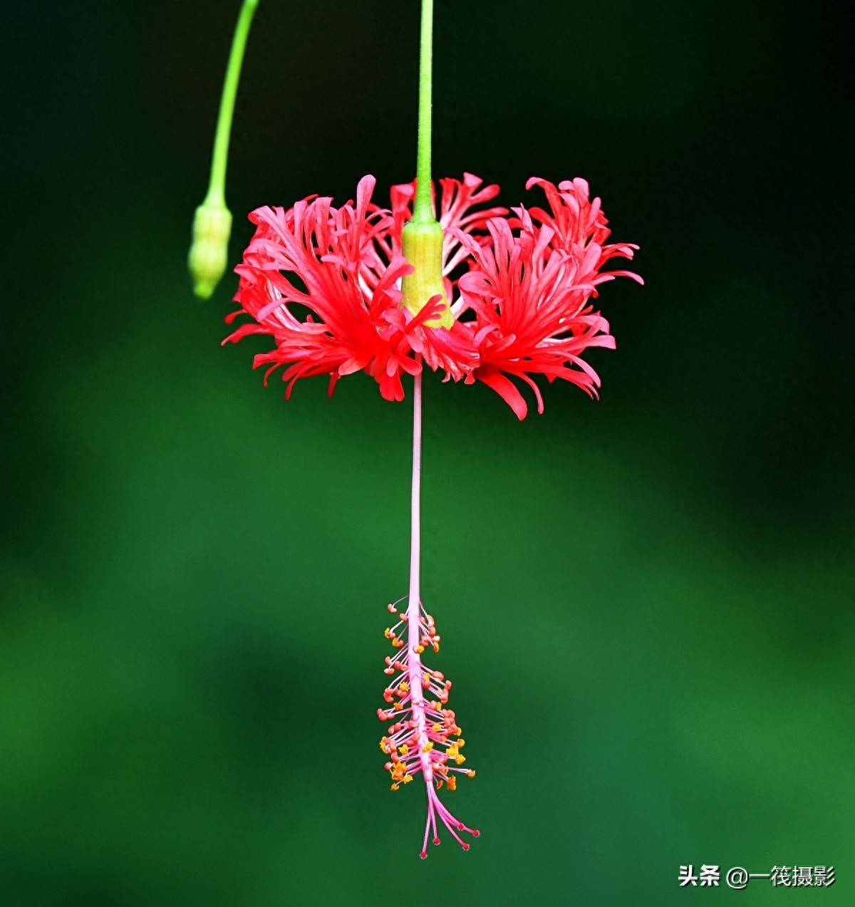 夏花（二十六）——吊灯扶桑