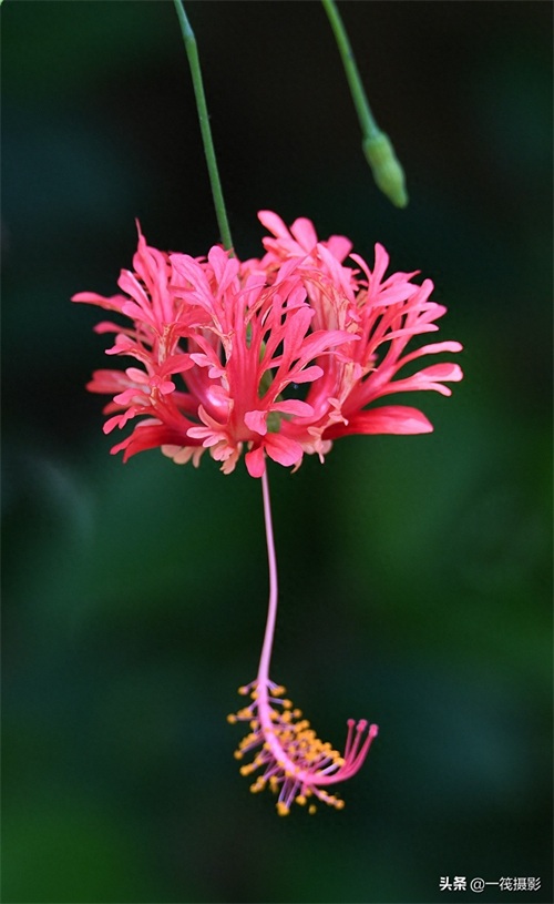 夏花（二十六）——吊灯扶桑