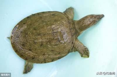 ​钓甲鱼有什么秘籍？祖传秘方比不上“资源好”，钓法其实不难