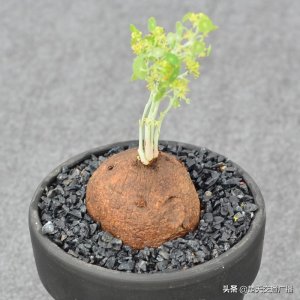 ​苗苗的花丨能聚财的“金线吊乌龟”