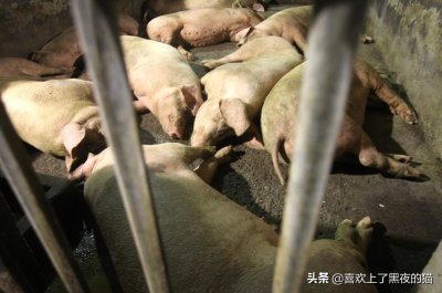 ​关于屠宰场大家想要了解的那些问题