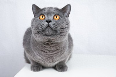 ​蓝猫，你了解多少？