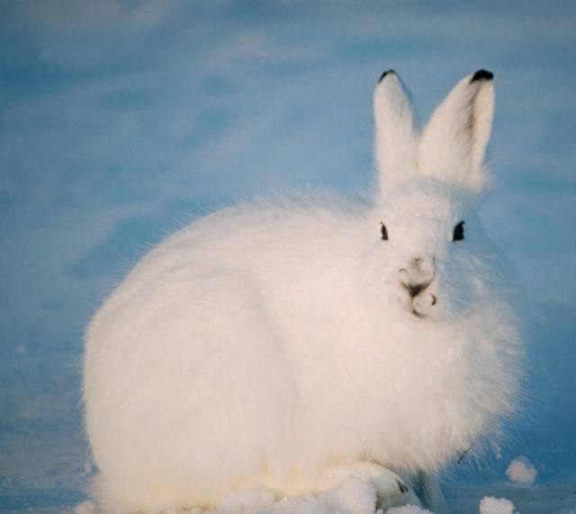 北极兔长得堪称逆天的存在啊，一屁股蹲在雪地里瞬间找不到！