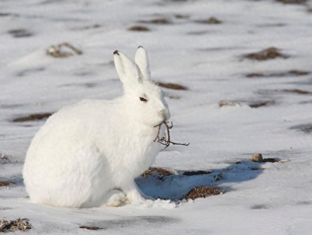 北极兔长得堪称逆天的存在啊，一屁股蹲在雪地里瞬间找不到！