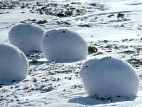 北极兔长得堪称逆天的存在啊，一屁股蹲在雪地里瞬间找不到！